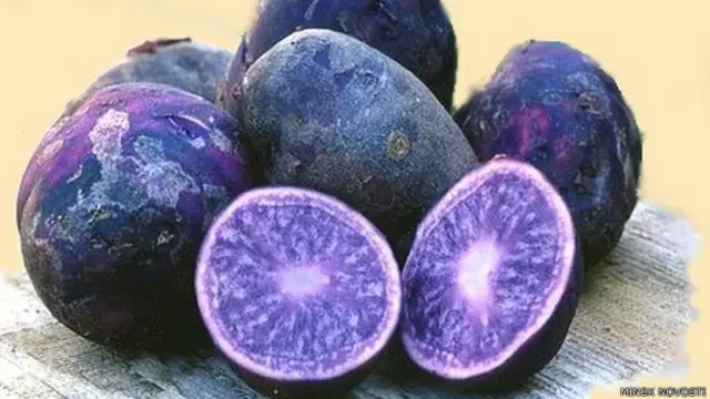 नीला आलू, बेलारूस