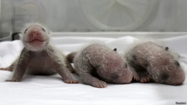 Тройня панд