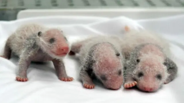 دنیا میں پانڈوں کی تعداد مسلسل کم ہوتی جا رہی ہے