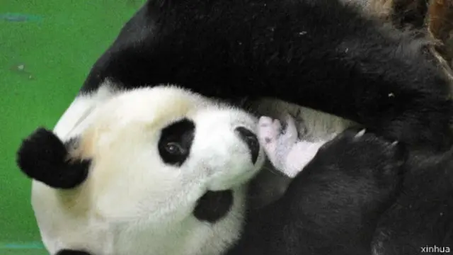 大熊猫妈妈菊笑