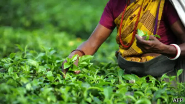 නිෂ්පාදන ක්‍රියාදාමයේදී කෘමිනාශක ඉවත් වෙනවා -තේ නිෂ්පාදකයෝ