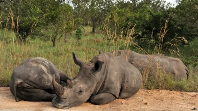 गैंडे का शिकार