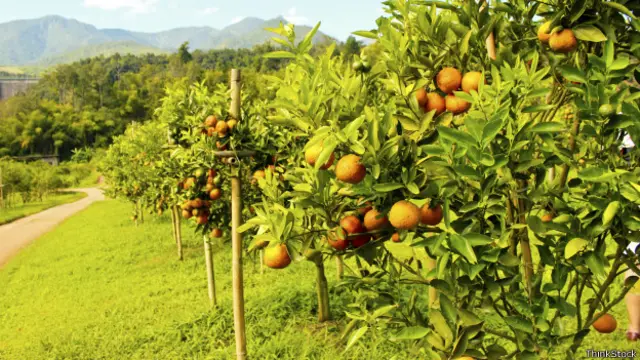 Foto ilustrativa de laranjal. Credito: Thinkstock