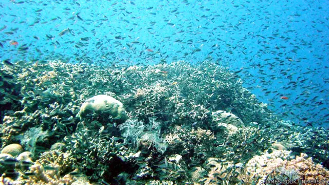 Gran Barrera de Coral