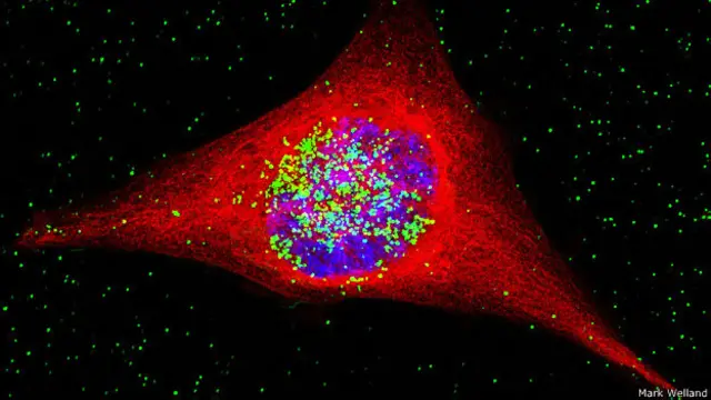 Foto: Professor Mark Welland