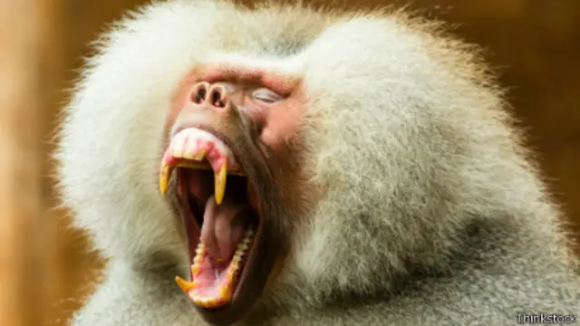 Mono bostezando