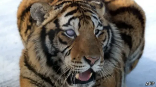 نیوز ویب سائٹ دی میئرز کے مطابق رکن اسمبلی لینڈا روزنیتھل نے تصاویر پر پابندی کا بل متعارف کرایا ہے تاکہ جانوروں کے استحصال کو روکا جا سکے