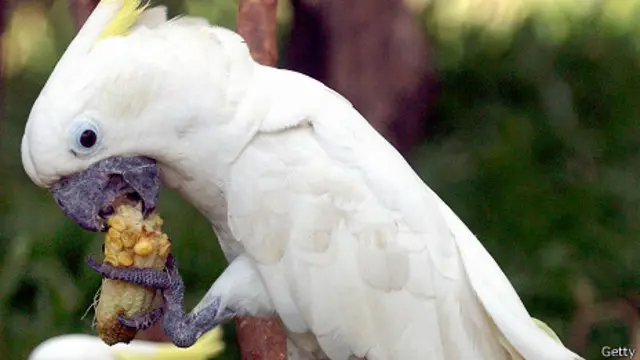 Cacatúa de cresta amarilla