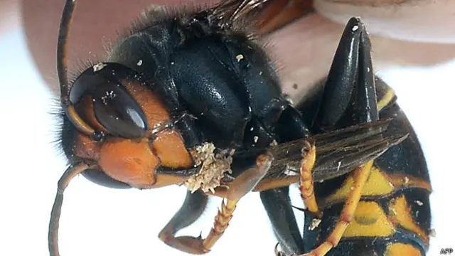 जंगली मक्खी