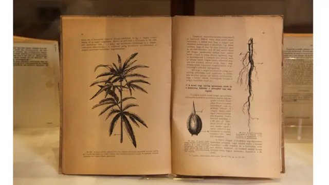 Museo del Cannabis de Barcelona