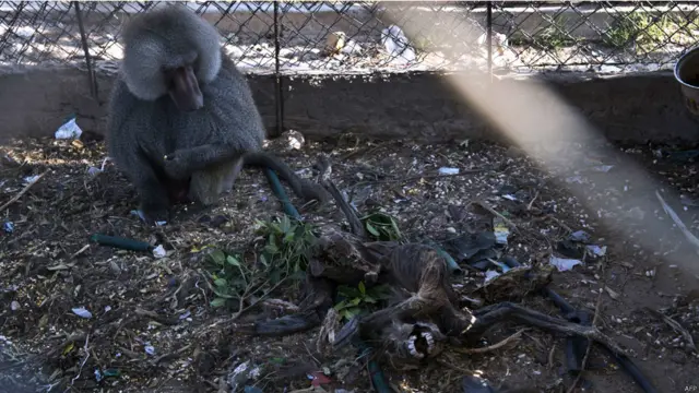 قرد بابون يتأمل جثة رفيقه الذي قضى جراء القصف والاهمال في حديقة حيوان مدينة بيسان في قطاع غزة.