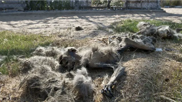 رفات قرد لم يحالفه الحظ في النجاة من القصف الذي طال مدينة بيسان الترفيهية التي افتتحت عام 2008 كمتنفس للغزيين واطفالهم.