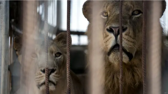 اسد وانثاه اصيبا بالصدمة جراء دوي الانفجارات وازيز الرصاص، فاصيبا بالصمت. هربت معظم حيوانات الحديقة من مصر من خلال الانفاق.