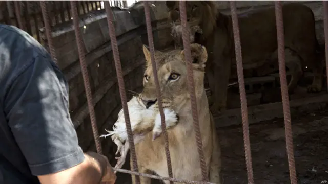 الهسي يطعم الاسد وانثاه. يصر العاملون في الحديقة على انها لم تستخدم لاطلاق الصواريخ على اسرائيل.