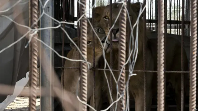 الاسد وانثاه في قفصهما المحطم. يقول امير ابو ورده مدير حديقة جباليا، ثاني حديقة حيوان في غزة، والتي لم تتضرر كثيرا بالقصف، إن دوي الانفجارات والقصف اثر كثيرا على الحيوانات بحيث نفقت بعضها وهجرت اخرى صغارها.