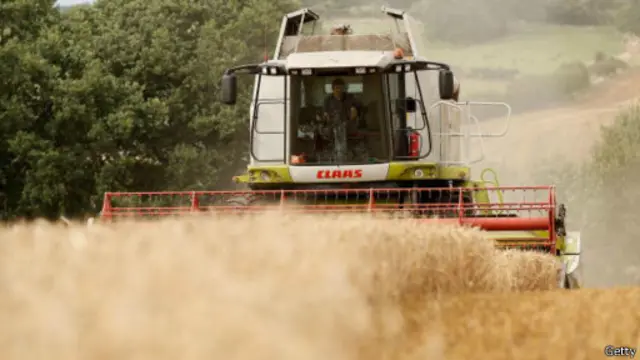 اكتشف النموذج الرياضي الجديد الجينات التي يمكنها الفتك بأخطر آفة على القمح الروسي