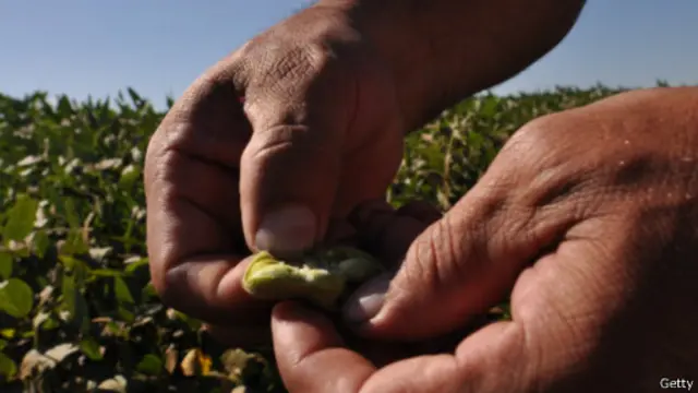 تقاوم السمات التي يكتشفها النموذج الجفاف والحرارة والآفات أيضا