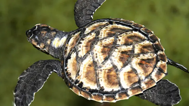 A baby turtle