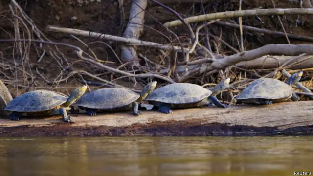 محکمہ جنگلی حیات کے مطابق ایک کچھوے کے شکار پر ڈیڑھ لاکھ روپے جرمانہ ہے