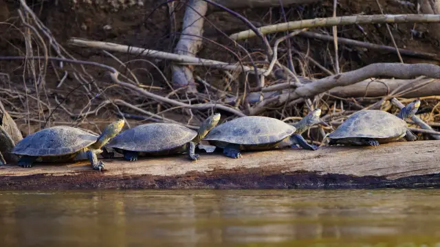 کچھووں کی سمگلنگ کسٹم قوانین اور آئین پاکستان کے آرٹیکل 4 اور 9 کی بھی خلاف ورزی ہے