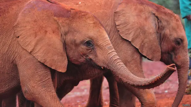 Elefantes africanos.