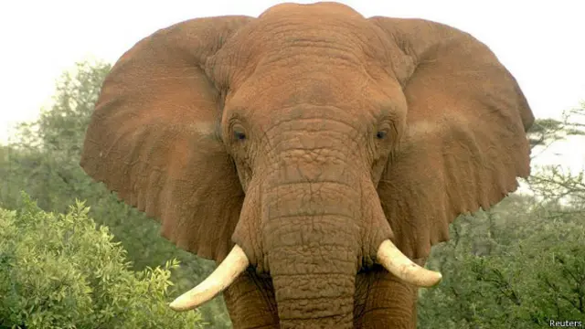 Африканский слон-самец