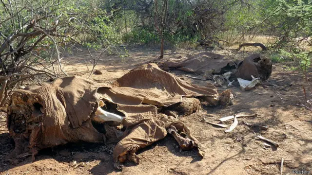 Останки убитого браконьерами слона