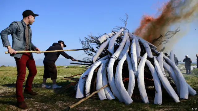 Уничтожение слоновьев бивней