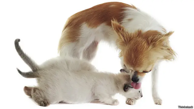 Чихуахуа вылизывает сиамского котенка