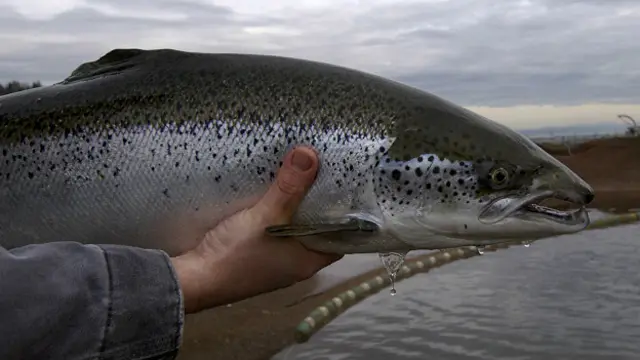 Искусственно выращенный лосось