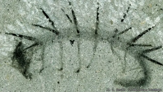 نیا رکاز یا فوسل کینیڈا میں برج شیل کے علاقے سے دریافت ہوا