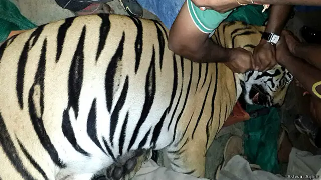 मारने के बाद बाघ की जांच-पड़ताल करते कर्मचारी
