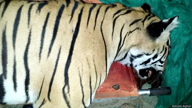 اس وقت بھارت کے جنگلوں میں 1700 کے لگ بھگ شیر باقی رہ گئے ہیں