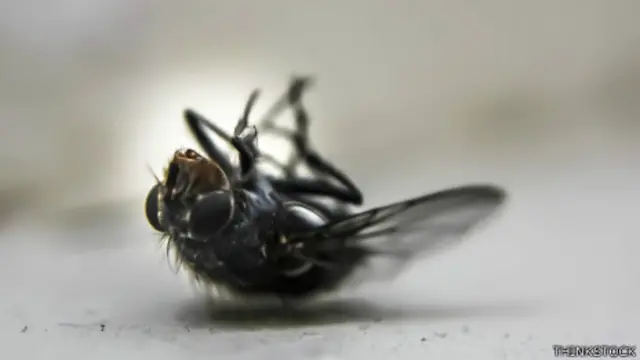 Mosca muerta