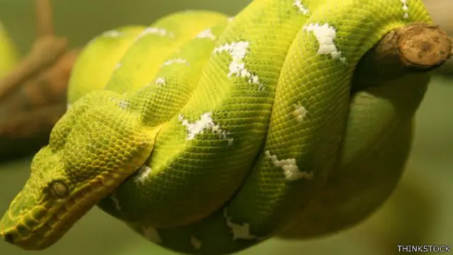 الثعبان الأخضر كان من ضمن الثعابين التي بذلت جهدا كيبرا أثناء صعود خلال التجربة