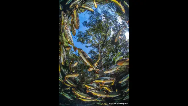 ماهیهای پیراپوتانگا، آدریانا باسکز (آمریکا)