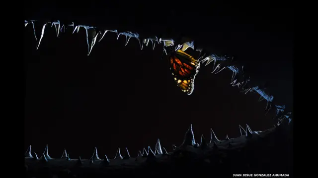 آرواره شب، ژوآن ژزوس گونزالس آهومادا (اسپانیا)