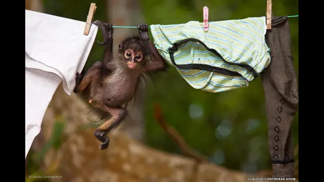 لباسهای کهنه، کلاودیا کونترراس کوب (مکزیک)