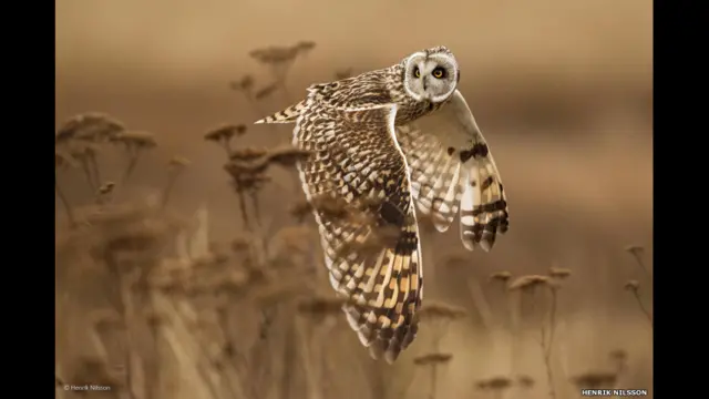 نگاه از سر شانه، هنریک نیلسون (کانادا)