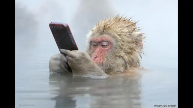 سر زدن به فیسبوک، مارسل فان اوست