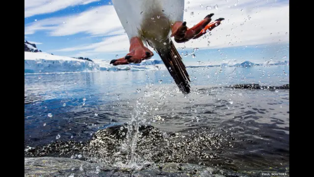 پنگوئن جنتو در پرش، عکس از پاول سودرز (آمریکا)