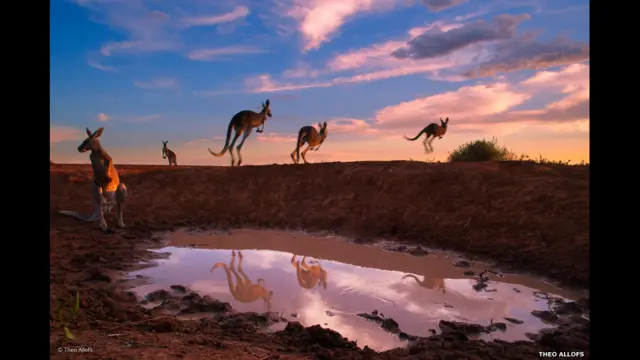 کانگوروهای قرمز کنار برکه، تئو آلوفس (آلمان)