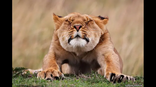 کش و قوس، استفان تانگلر (آلمان)