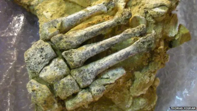 Restos do pé de um Neandertal | Foto: Thomas Higham