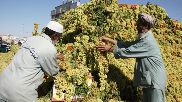 میوه های خشک و میوه تازه از مهم ترین اقلام صادراتی افغانستان است اما بخش اعظم محصولات کشاورزان و باغداران به دلیل نبود سردخانه، بسته بندی معیاری و صادرات به موقع، ضایع می شود.