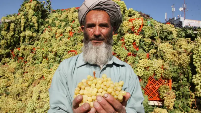 باغداران میگویند عمده ترین مشکلات شان این است که انگور آنها بصورت معیاری بسته بندی نمیشود و به بازارهای جهانی نمیرسد.