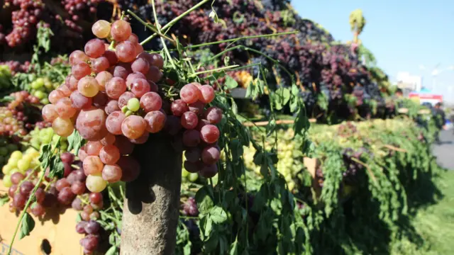 معروفترین انگورهای هرات مثل انگور لعل، فخری، کشمشی، شصت عروس، حسینی، سنگینک و انگور میراحمدی به نمایش گذاشته شد.