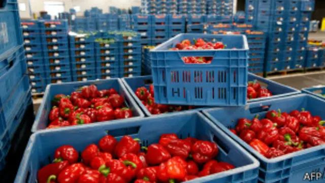 Pimientos en un almacén en Holanda.