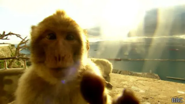 Macacos em Gibraltar | Foto: BBC