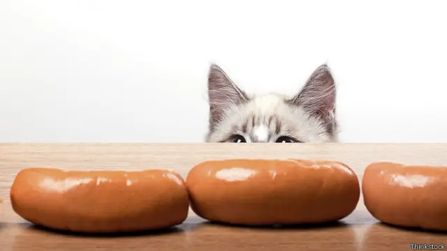 Кот хочет украсть сосиску
